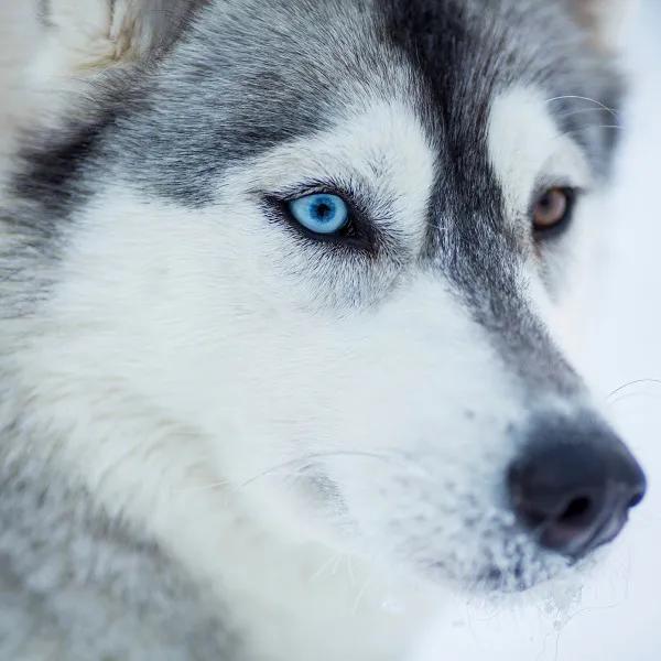 Image of the location Fjellborgs Sleddog Kennel AB