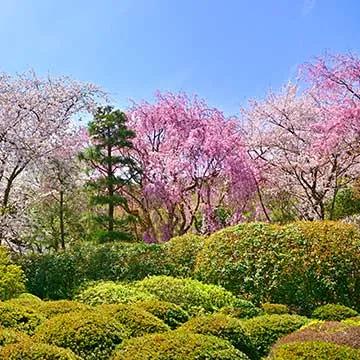 image of （有）花信風