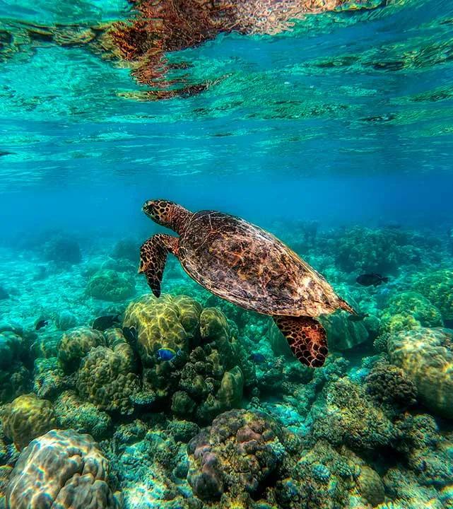 image of Canary Kayak Tenerife