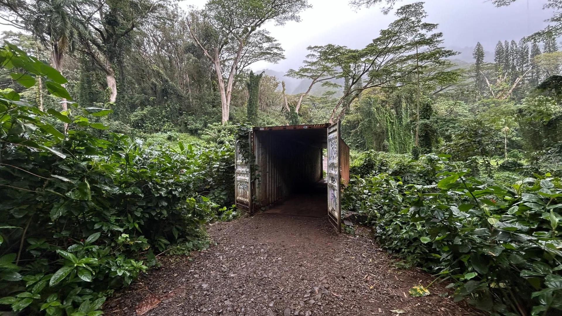 image of Mānoa Falls Trail