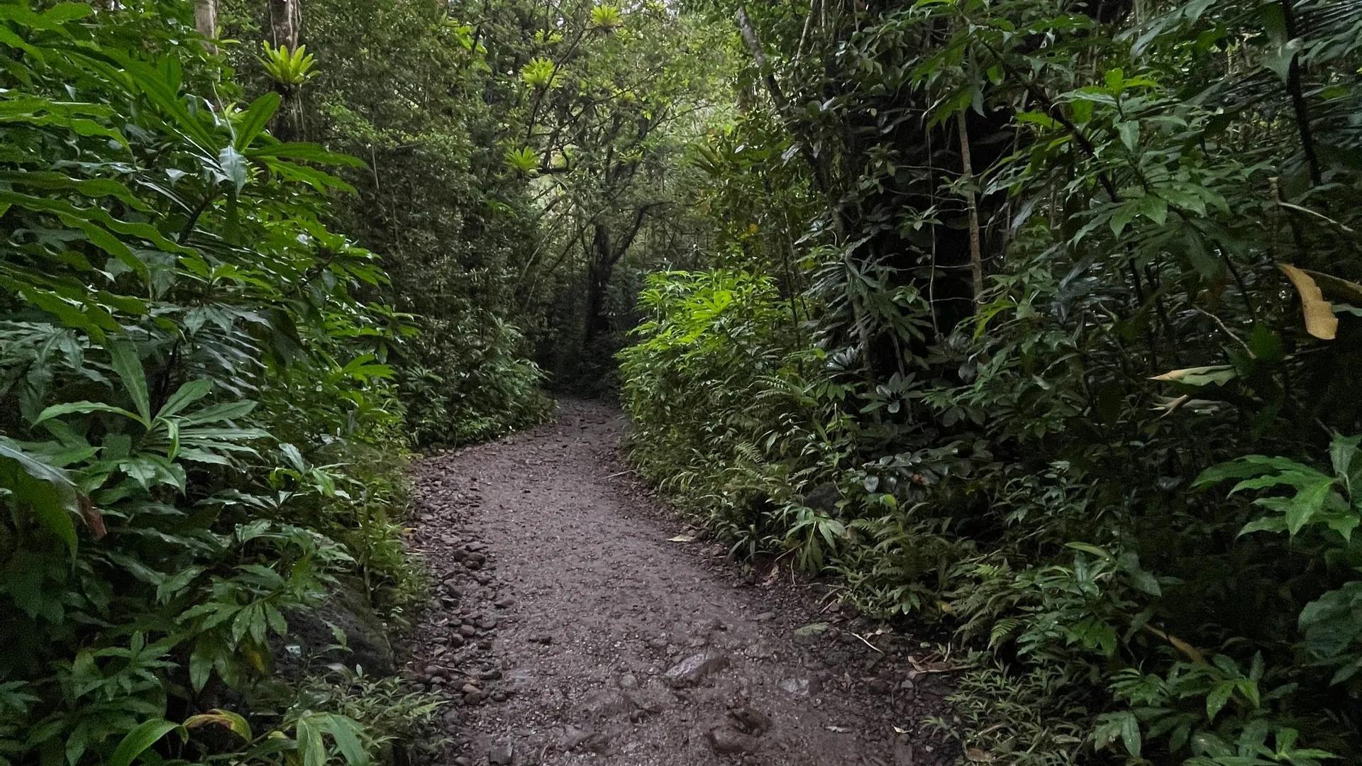 image of Mānoa Falls Trail