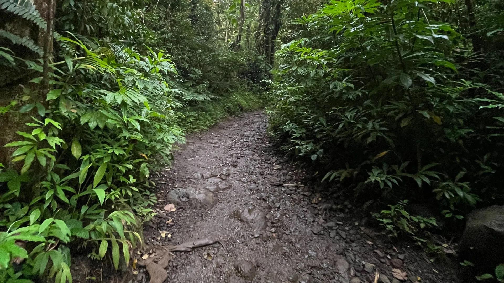 image of Mānoa Falls Trail