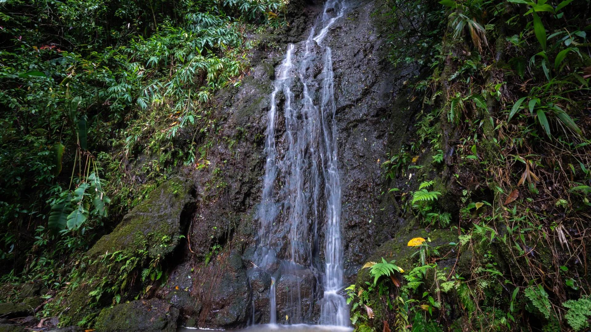 image of Mānoa Falls Trail