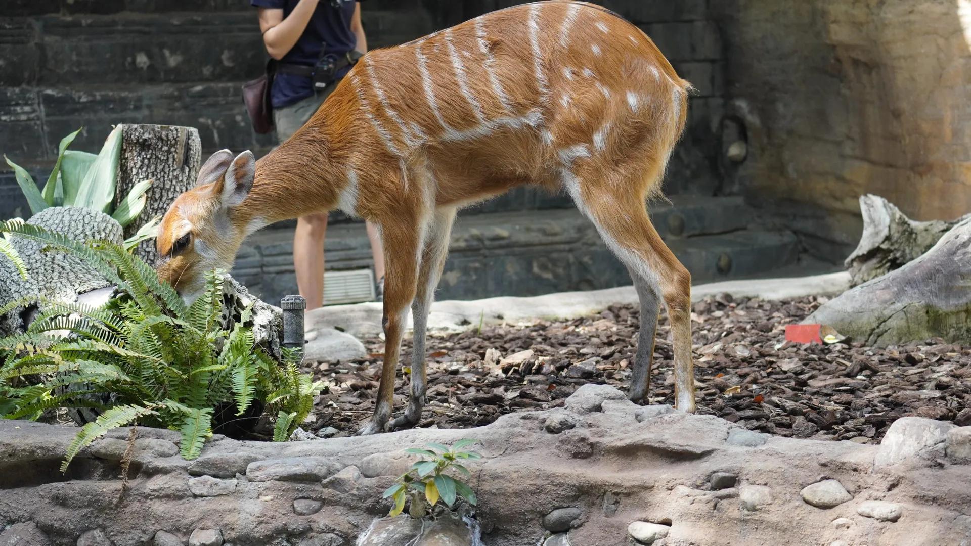 Image of the location Bioparc Fuengirola