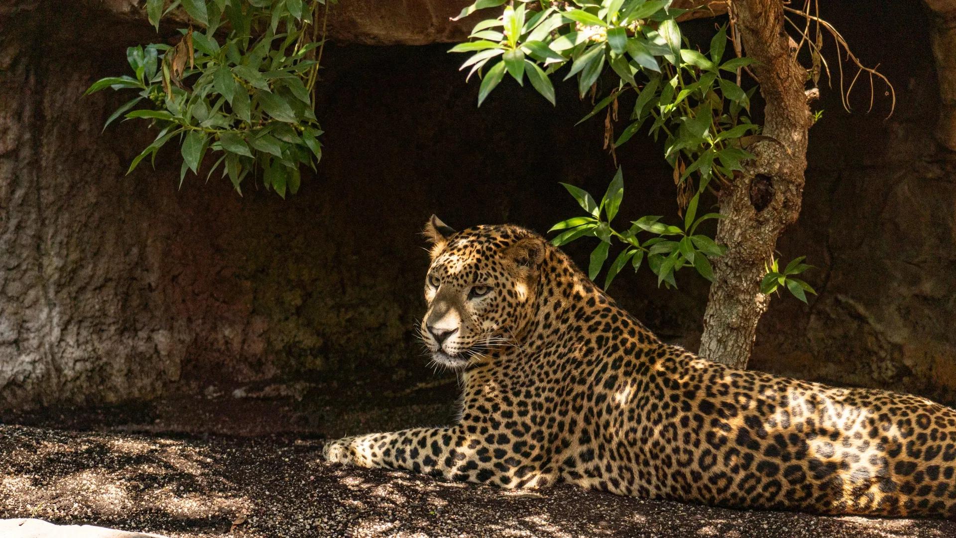 image of Bioparc Fuengirola