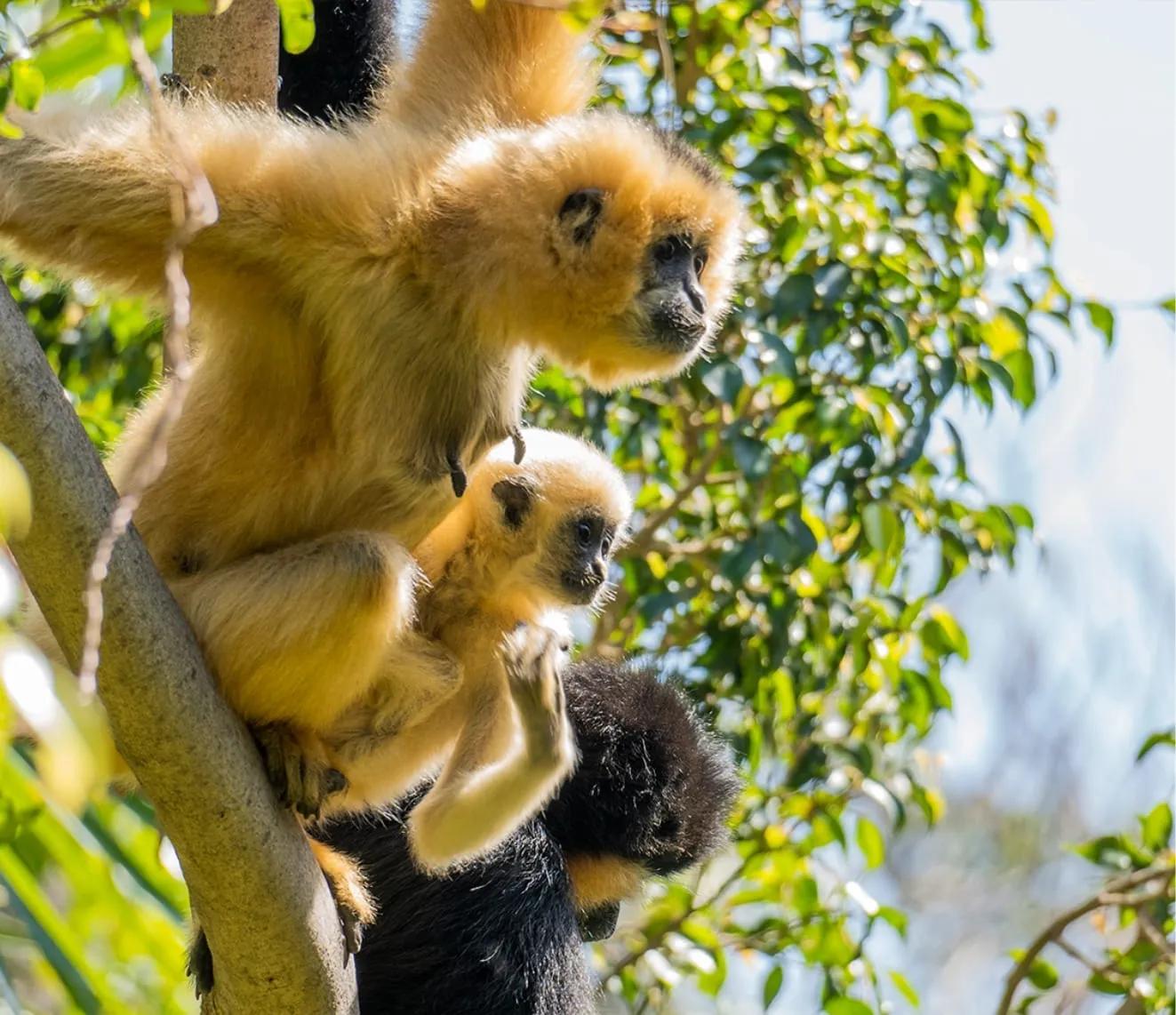 image of Bioparc Fuengirola