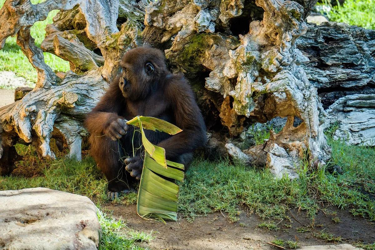 image of Bioparc Fuengirola