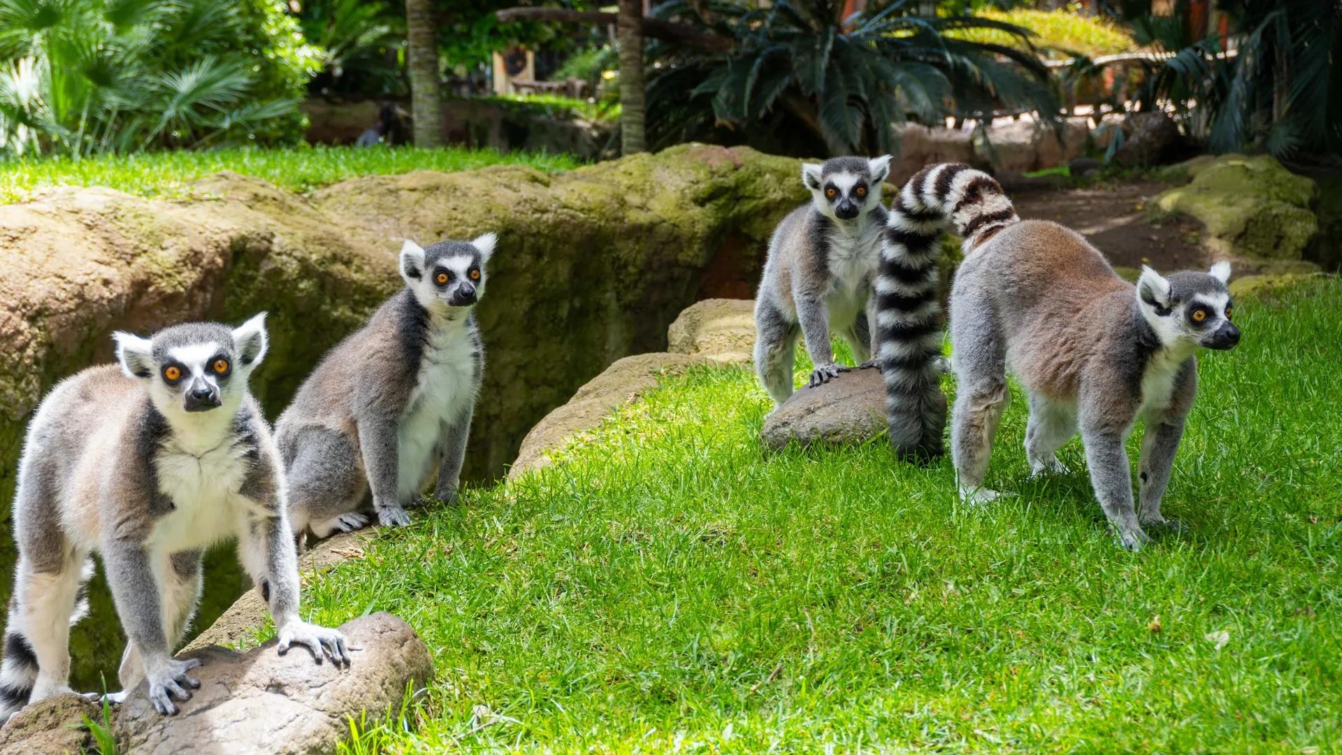 image of Bioparc Fuengirola