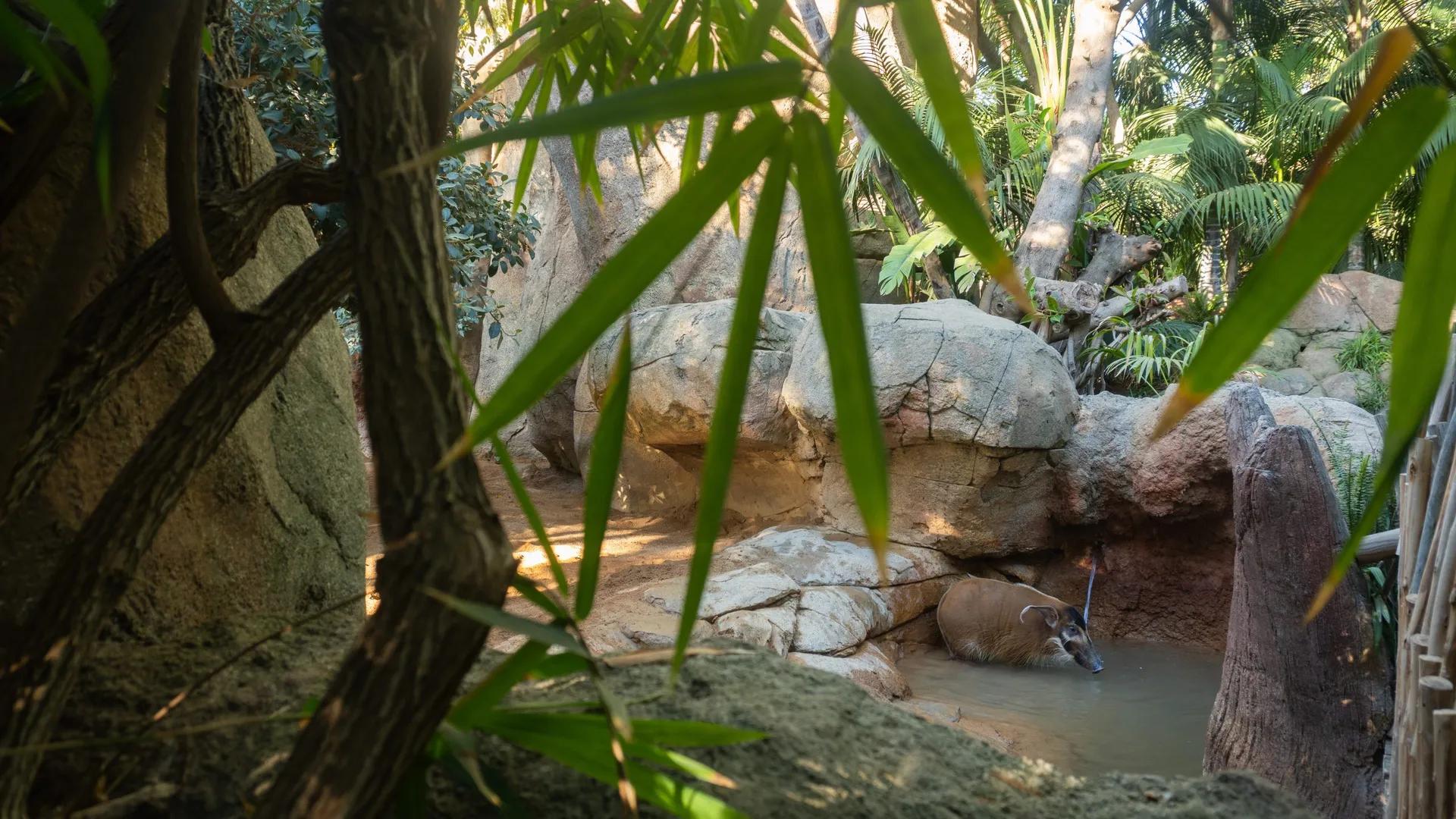 image of Bioparc Fuengirola