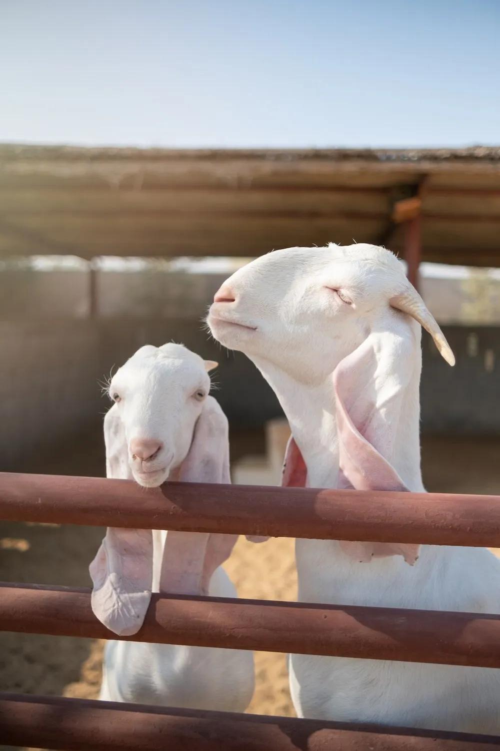 image of The Camel Farm