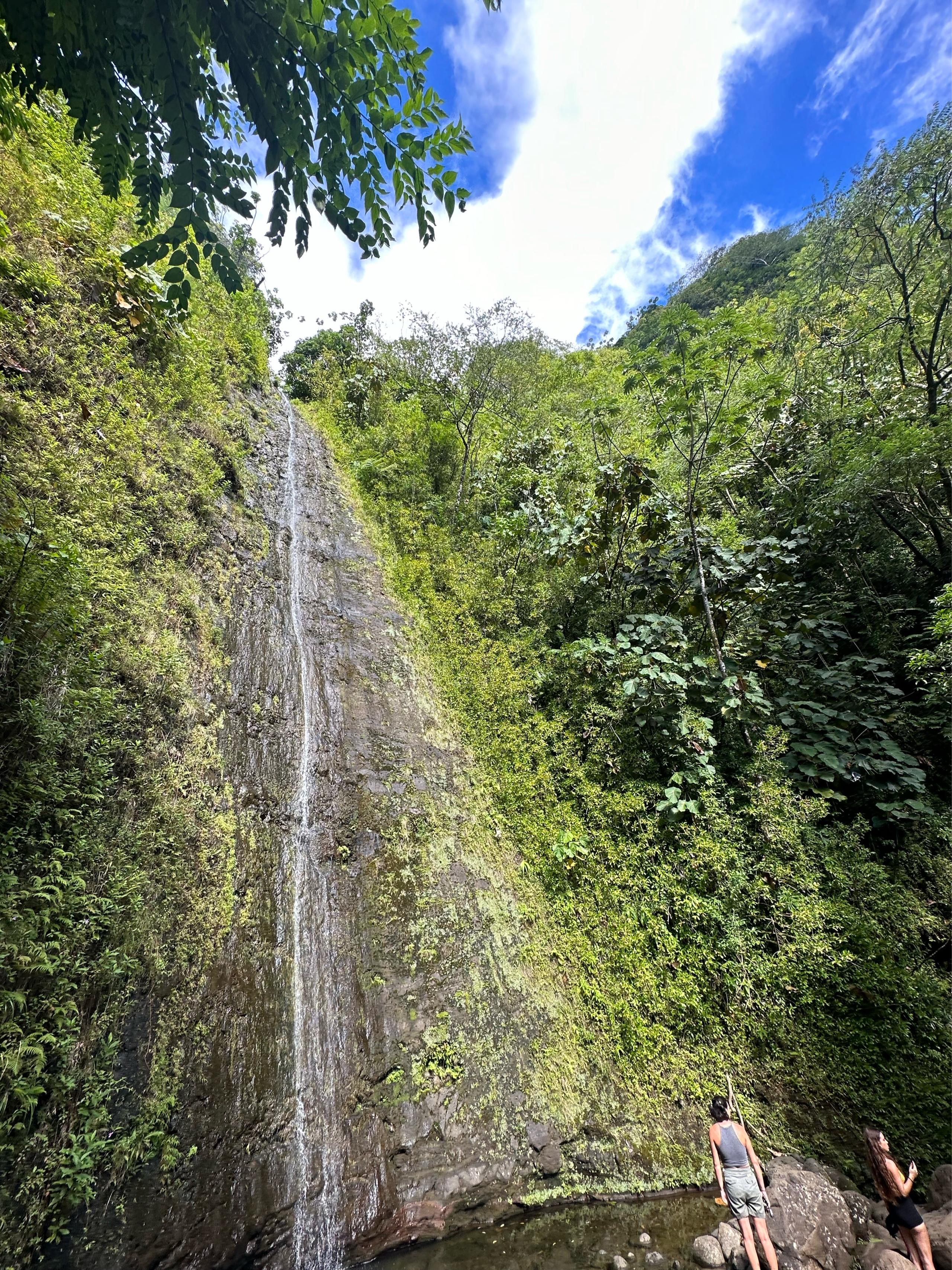 image of Mānoa Falls Trail