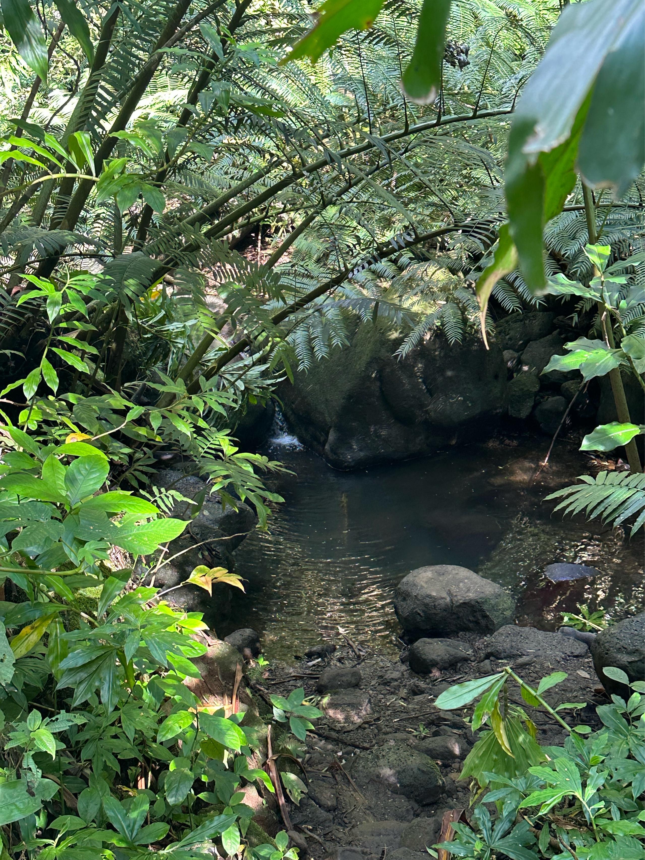 image of Mānoa Falls Trail