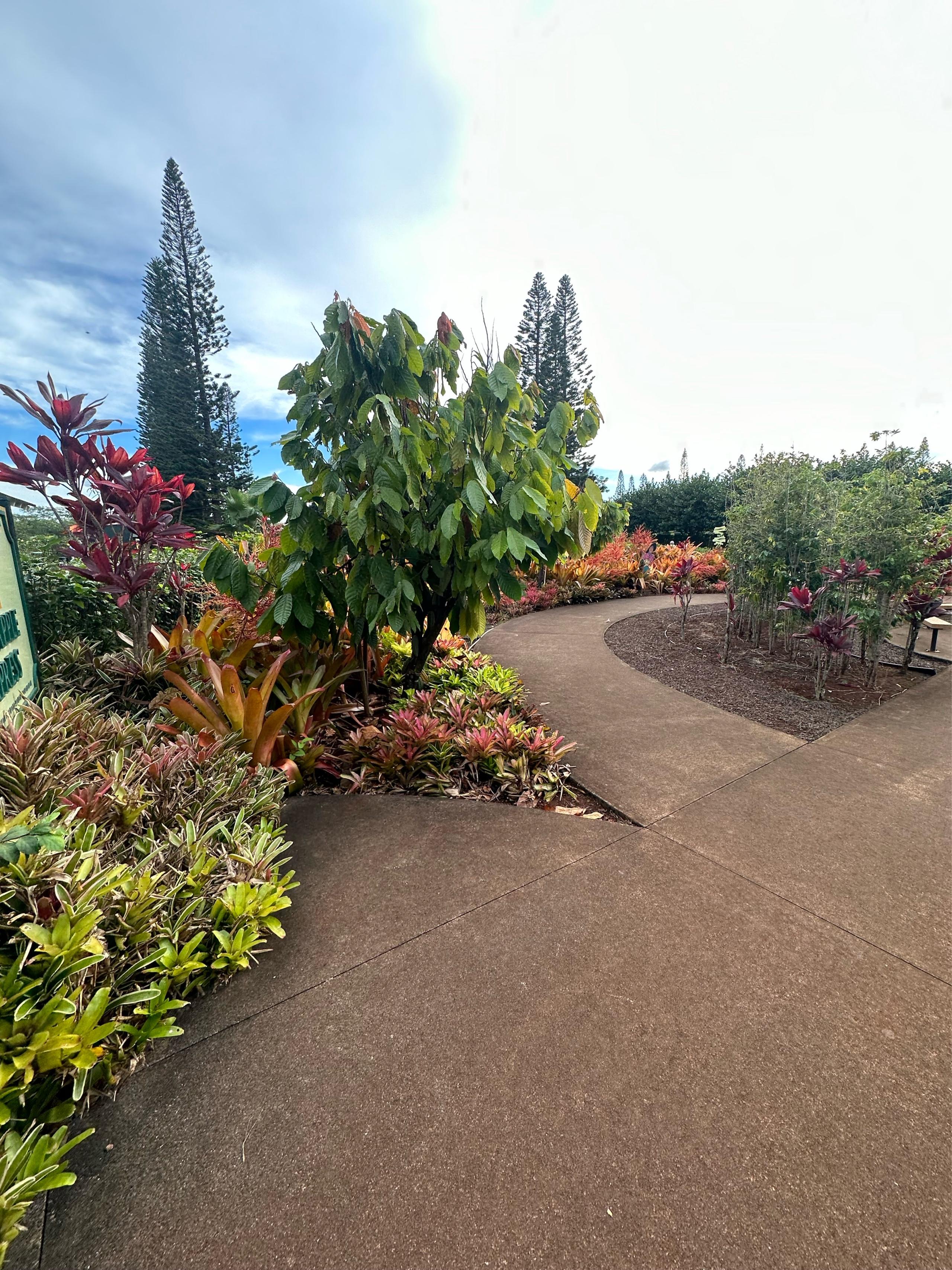 image of Dole Plantation