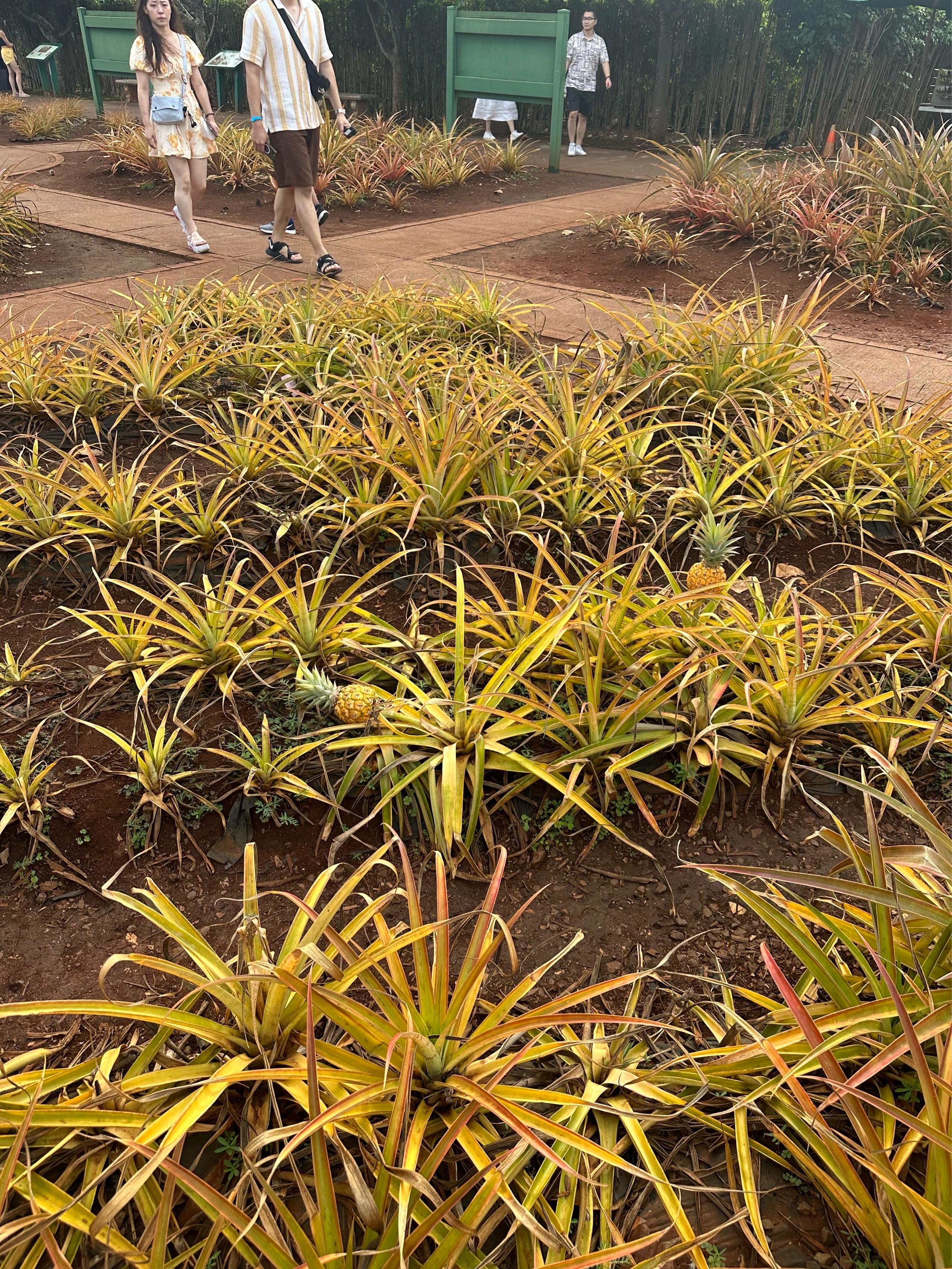 image of Dole Plantation