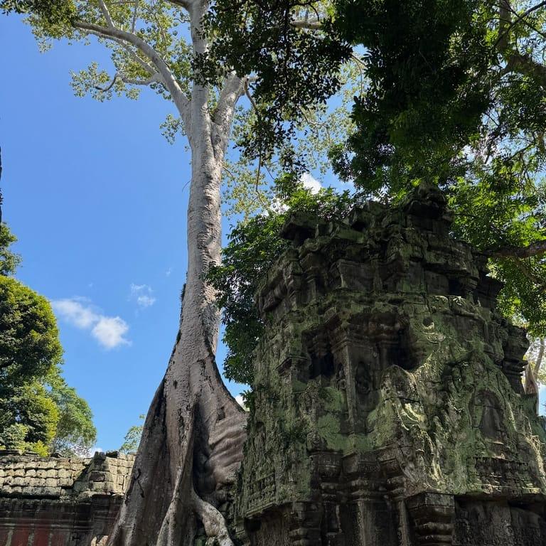 image of Ta Prohm Temple