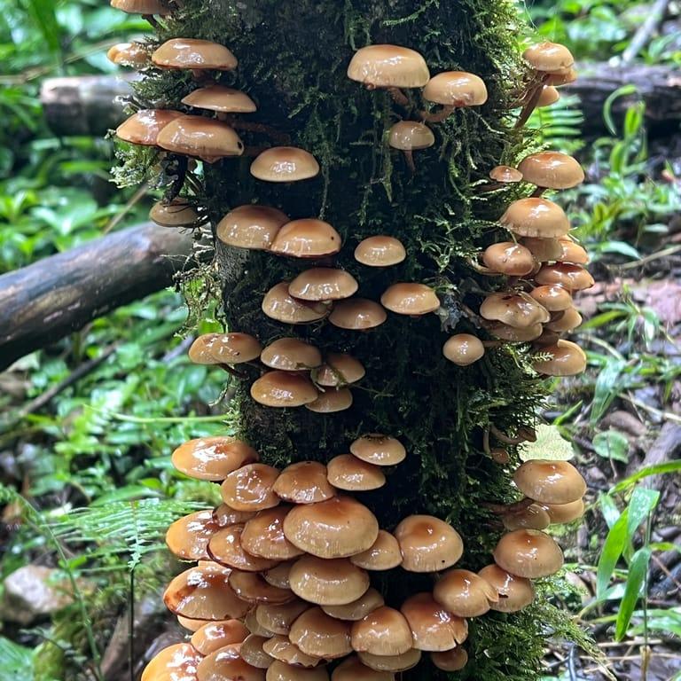 image of The Lost Waterfalls / Las Tres Cascadas