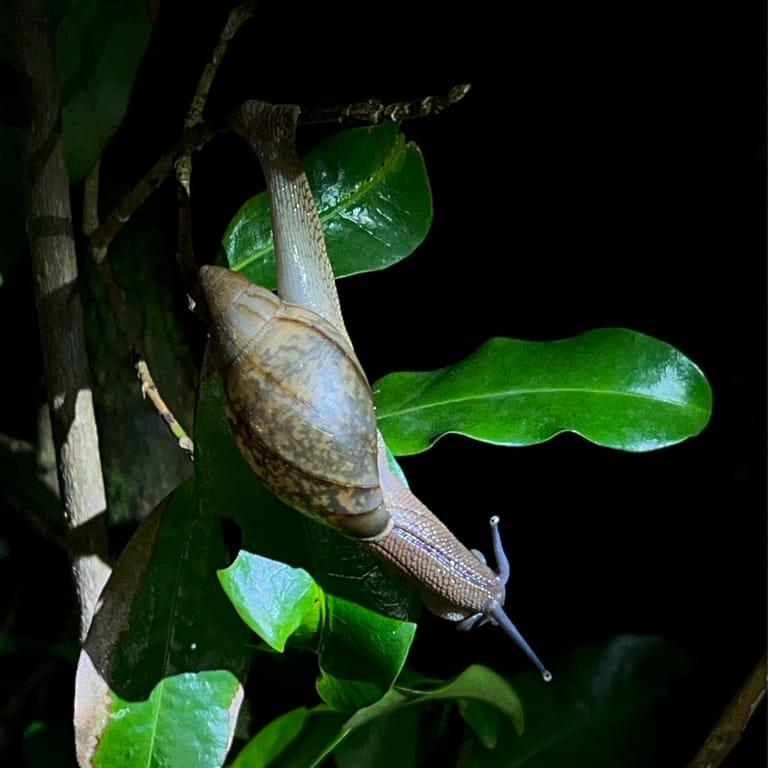 image of Kinkajou Night Walk