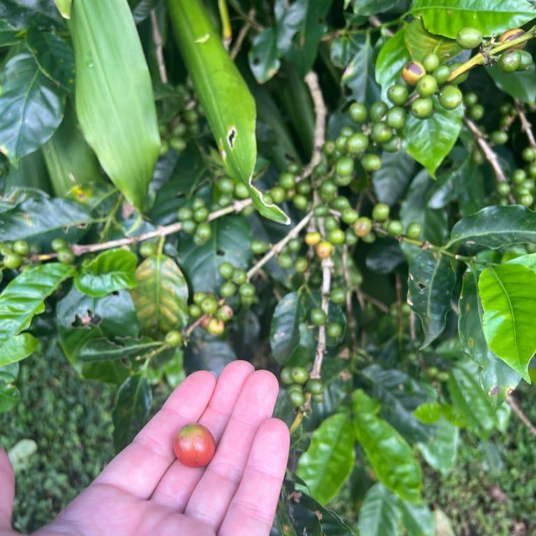 image of Café Monteverde