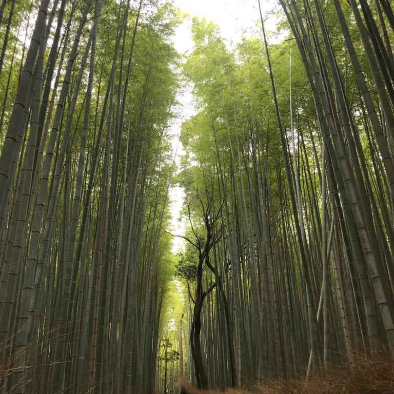 image of Arashiyama Bamboo Forest