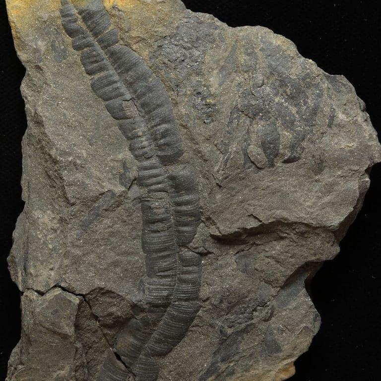 Museum of Natural History