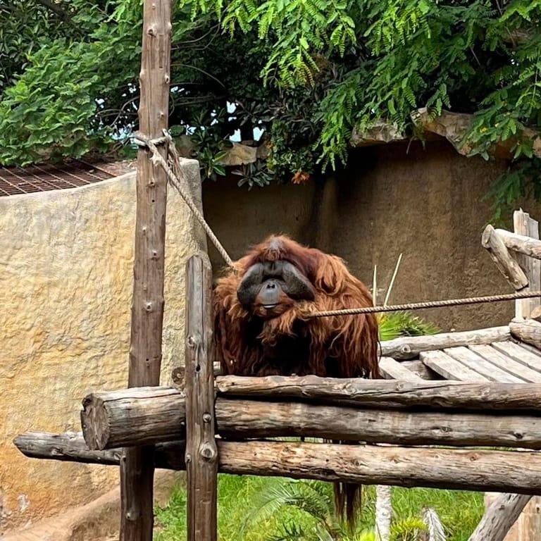 image of Jungle Park