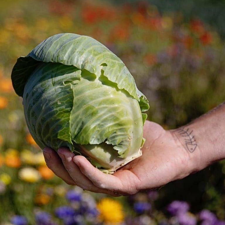 image of Krakas krog