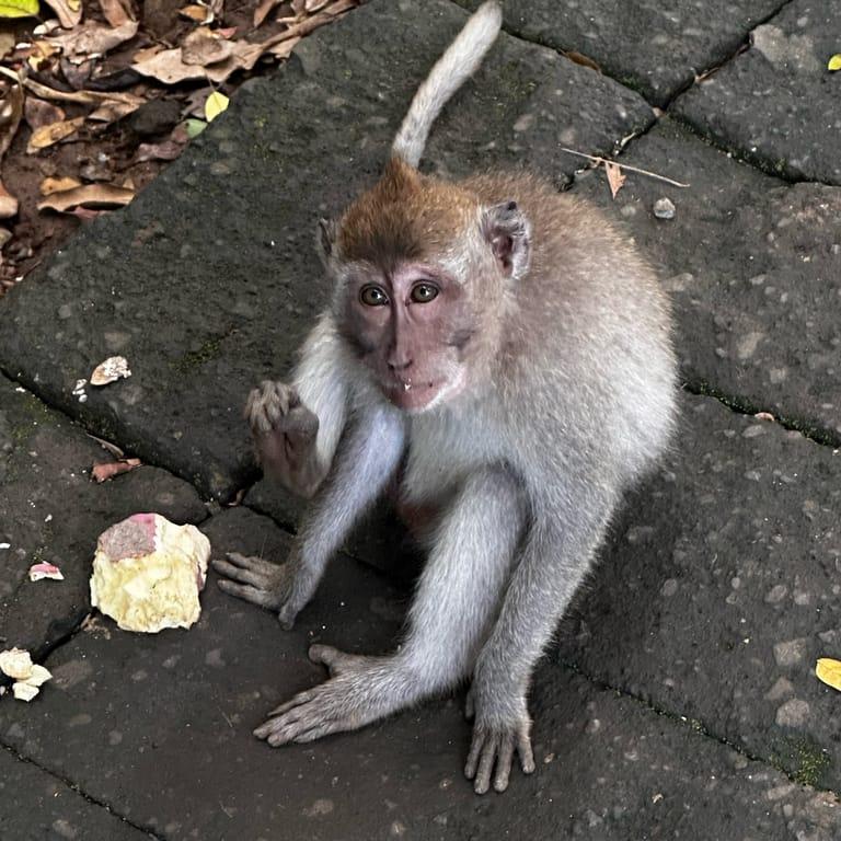 Sacred Monkey Forest Sanctuary